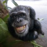 a smiling chimp about to swing through the trees
